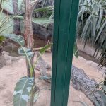 Krokodýlí samice Lela Karlose Vémoly má nový domov v Zoo Dvorec u Borovan