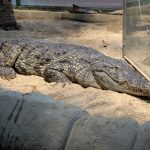 Krokodýlí samice Lela Karlose Vémoly má nový domov v Zoo Dvorec u Borovan