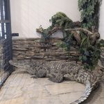 Krokodýlí samice Lela Karlose Vémoly má nový domov v Zoo Dvorec u Borovan