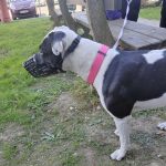 Fena pitbula napadala v Táboře ostatní psy. Úřady zvíře majitelce odebraly