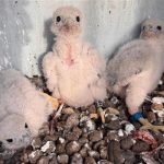 Pár sokolů vyvedl na komíně písecké teplárny čtyři mláďata