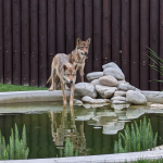 Táborská zoo postaví další záchranné centrum, tentokrát pro teplomilné šelmy