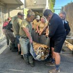 Tygr Oliver ze Zoo Hluboká se odstěhoval do Hodonína
