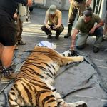 Tygr Oliver ze Zoo Hluboká se odstěhoval do Hodonína