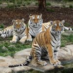 Tygr Oliver ze Zoo Hluboká se odstěhoval do Hodonína