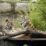 Tygr Oliver ze Zoo Hluboká se odstěhoval do Hodonína