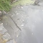 V rybníku Tovaryš u Sepekova uhynuly ryby. Nestalo se tak poprvé