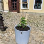 Kostelní ulici  v Jindřichově Hradci v horkých dnech ochladí popínavé rostliny