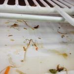 Švábi v kuchyni, skladu i lednici. Inspekce uzavřela asijskou restauraci v IGY