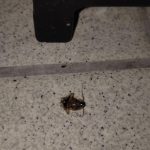 Švábi v kuchyni, skladu i lednici. Inspekce uzavřela asijskou restauraci v IGY