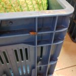 Švábi v kuchyni, skladu i lednici. Inspekce uzavřela asijskou restauraci v IGY