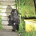 Jmenuje se Sami. U táborského útulku někdo nechal přivázaného mohutného psa se vzkazem