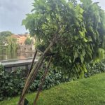 Písek sčítá škody po víkendové bouři. Poničila zeleň, komunikace i městský majetek