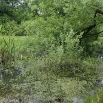 Špačkovy tůně jsou podle jihočeských vědců oázou biodiverzity v Českých Budějovicích. Stavba silnice by ji ohrozila