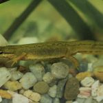 Špačkovy tůně jsou podle jihočeských vědců oázou biodiverzity v Českých Budějovicích. Stavba silnice by ji ohrozila