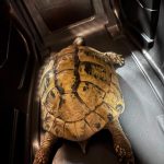 Po ulici v Táboře si to štrádovala želva. Skončila v zoo