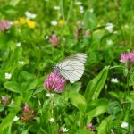 Mozaikové seče budějovických trávníků opět podpoří biodiverzitu
