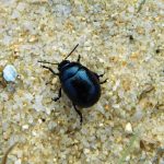 Mozaikové seče budějovických trávníků opět podpoří biodiverzitu