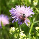 Mozaikové seče budějovických trávníků opět podpoří biodiverzitu