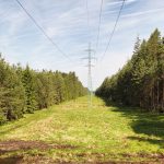 Pod elektrickými dráty vzniká nová jihočeská příroda. Daří se v ní i ohroženým druhům