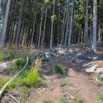 Hasiči zlikvidovali požár v Národním parku Šumava. U požářiště je nelegální ohniště