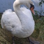 Labuťák jako zázrakem přežil srážku s vlakem u Protivína.  Za život vděčí všímavé průvodčí