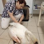 Labuťák jako zázrakem přežil srážku s vlakem u Protivína.  Za život vděčí všímavé průvodčí