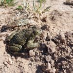Odvodňovací příkopy nahradily v jihočeské krajině přírodní meandry