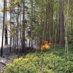 U Javornice na Prachaticku hoří pole a les. Požár lesa zaměstnává hasiče také u Olešnice