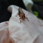 Na řidiče za jízdy naskákala sarančata, muž se lekl a havaroval