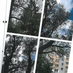 Město Tábor nechá z bezpečnostních důvodů pokácet dva topoly v Jaselské ulici
