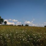 Odmítl nabídky developerů. Na pozemku blízko lipenské přehrady začíná budovat sad