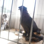 K blatenské pouti patří chovatelská výstava