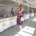 K blatenské pouti patří chovatelská výstava