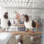 K blatenské pouti patří chovatelská výstava