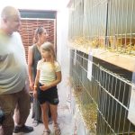 K blatenské pouti patří chovatelská výstava