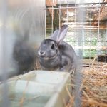 K blatenské pouti patří chovatelská výstava