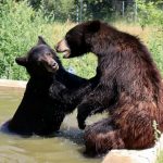 Joey a Chandler baví návštěvníky. Táborská zoo chystá setkání s oblíbenými baribaly