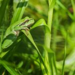V tůních u Byňova se letos podařilo uchránit všechny snůšky ohrožených skokanů štíhlých. Louky Rudiho Mattoni lákají i čápy nebo vážky