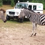 Kmotři herečka Morávková a skladatel Malásek pokřtili v Zoo Dvorec tříměsíční zebří slečnu na Ziggy