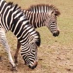 Kmotři herečka Morávková a skladatel Malásek pokřtili v Zoo Dvorec tříměsíční zebří slečnu na Ziggy