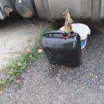 Zloděj vyrazil krást naftu z nákladního auta s desetilitrovým kanystrem, 200 litrů vyteklo na zem