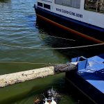 Přívoz ve Frymburku dnes dopoledne nejezdil. Do lodního šroubu se zachytil bobr