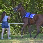 Netolické dostihy jsou jeho dítě. Osmdesátiletý Karel Kučera drží tradici už osmadvacet let