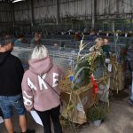 Výstava drobného zvířectva v Táboře přilákala chovatele i veřejnost. Návštěvníci zvolili za nejkrásnější zvíře prase