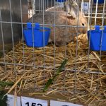 Výstava drobného zvířectva v Táboře přilákala chovatele i veřejnost. Návštěvníci zvolili za nejkrásnější zvíře prase