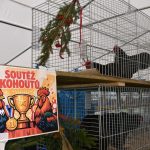 Výstava drobného zvířectva v Táboře přilákala chovatele i veřejnost. Návštěvníci zvolili za nejkrásnější zvíře prase
