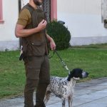 Královská disciplína s liškou i vodní práce. Memoriál Luďka Hejného nabídl vrchol kynologie