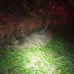 Divoká prasata vběhla do cesty řidičům na Táborsku a Budějovicku. Jeden muž se vážně zranil