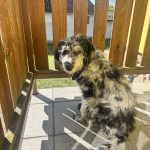Na Šumavě se znovu našli psi podobní labradoodlům. Zbavuje se někdo zvířat?
